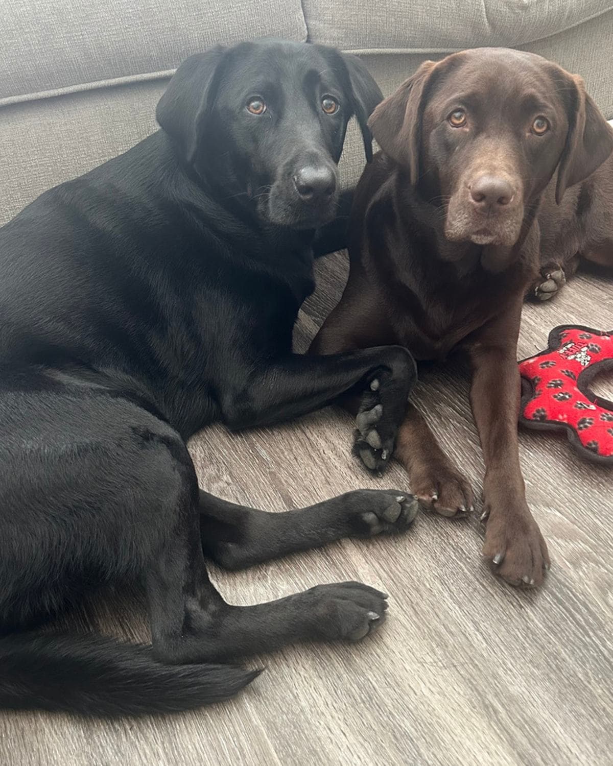 The family's two Labradors, one black and one chocolate, lying on the floor at home.